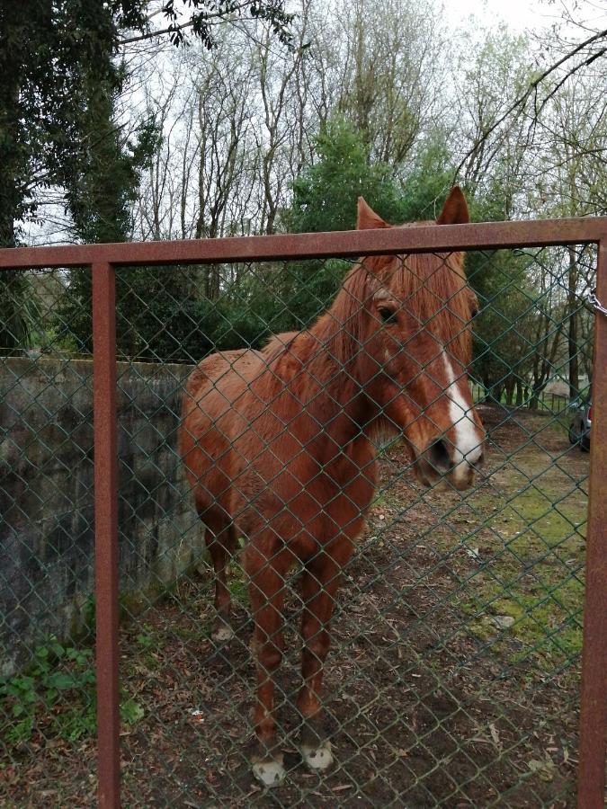 Casa Do Moinho Rural Campo E Praia , 9 Pessoas, Animais Benvindos Espinho  Bagian luar foto