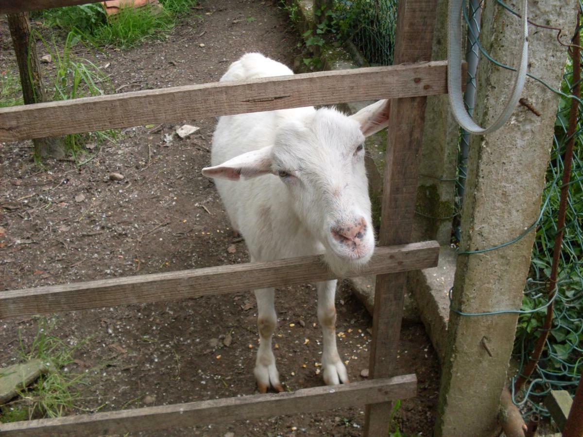 Casa Do Moinho Rural Campo E Praia , 9 Pessoas, Animais Benvindos Espinho  Bagian luar foto
